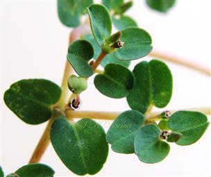  Flowering shoot